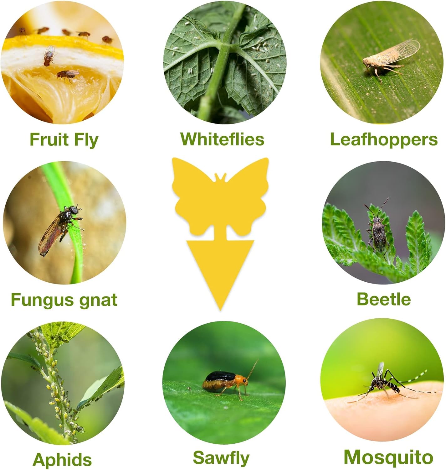 Butterfly Bug Traps – 20 Pack